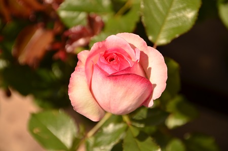 Чайная роза завезена из  Китая в XIX веке
