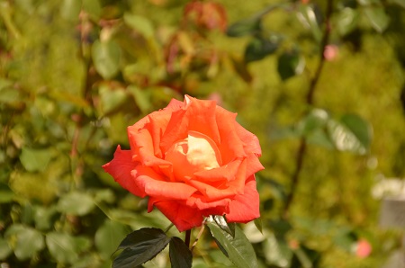 Чайная роза завезена из Китая в XIX веке