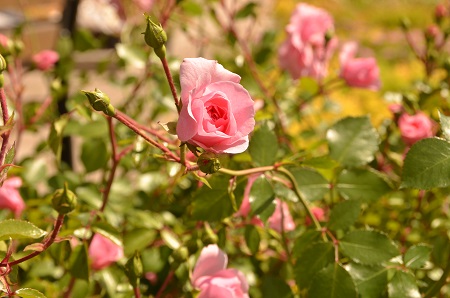 Флорибунда – потомок чайной, мускатной и полиантовой роз