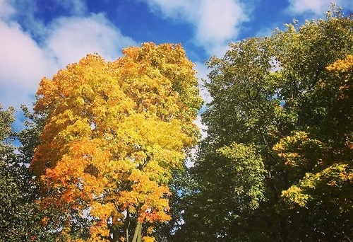 Осенью клен раскрывается во всей своей красе!