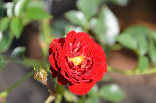 Разнообразие роз в «Империи сада», от чайно-гибридных до флорибунд, очаровывает наших гостей