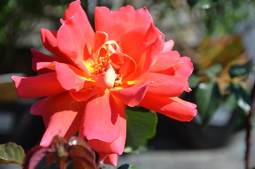 Роза - королева цветов в «Империи сада» - предстает во всей красе