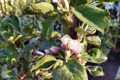 Крупномеры яблони, груши, сливы и вишни вновь в садовом центре!