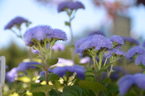 Агератум - «долгоцветка» или «нестареющий» цветок - Садовый центр Империя  сада