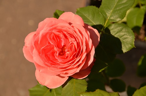 20% скидка на розы в садовом центре «Империя сада»