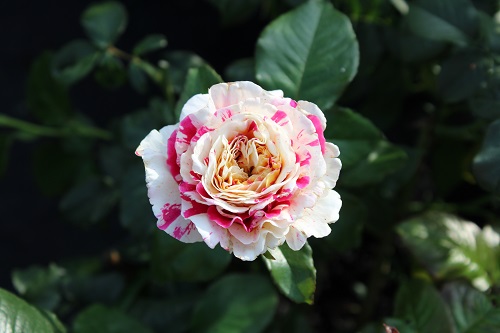 ТОП-10 плетистых роз на любой вкус и цвет
