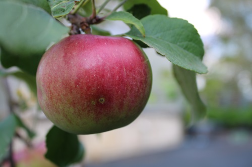 Какие яблоки в садовом центре «Империя Сада»