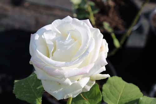 Флорибунды, чайно-гибридные, плетистые и другие розы завезли в «Империю сада»