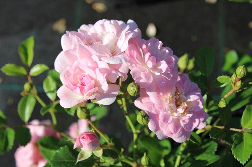 Почвопокровные розы - легко-стелющееся украшение садов