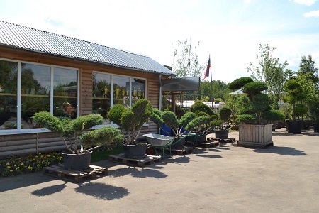 В июне садовый центр «Империя Сада» значительно пополнился растениями бонсай!