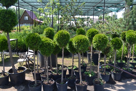 В июне садовый центр «Империя Сада» значительно пополнился растениями бонсай!