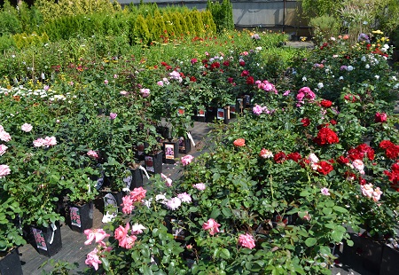 Различные сорта роз в садовом центре «Империя Сада»!