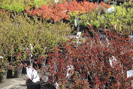 В «Империю сада» завезли лиственные деревья и кустарники!